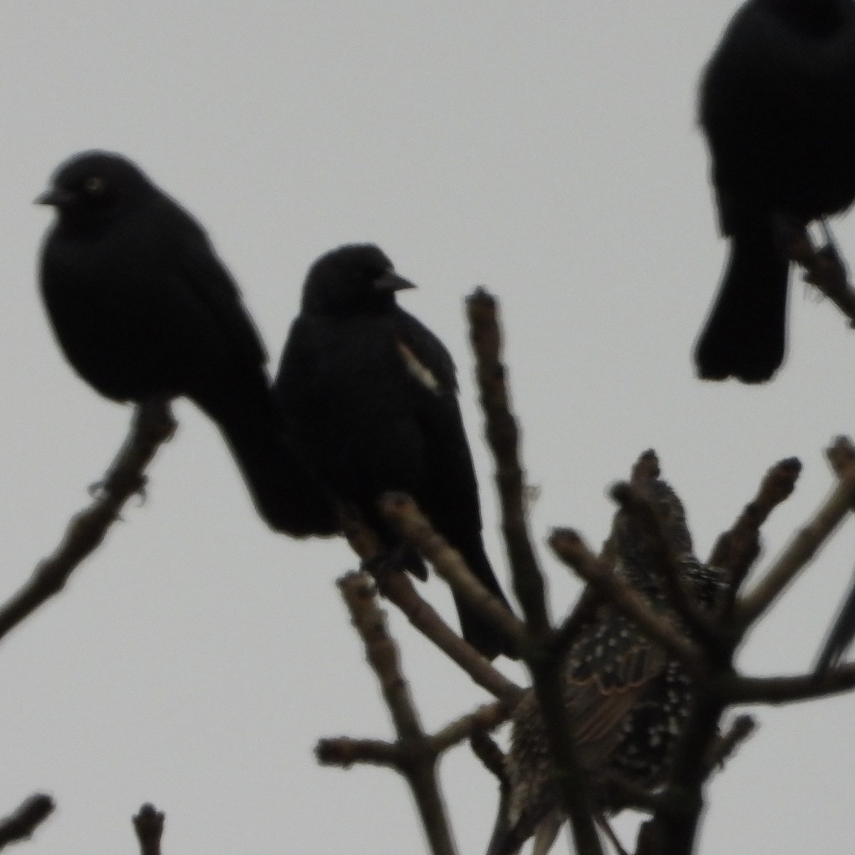 Tricolored Blackbird - ML647956490