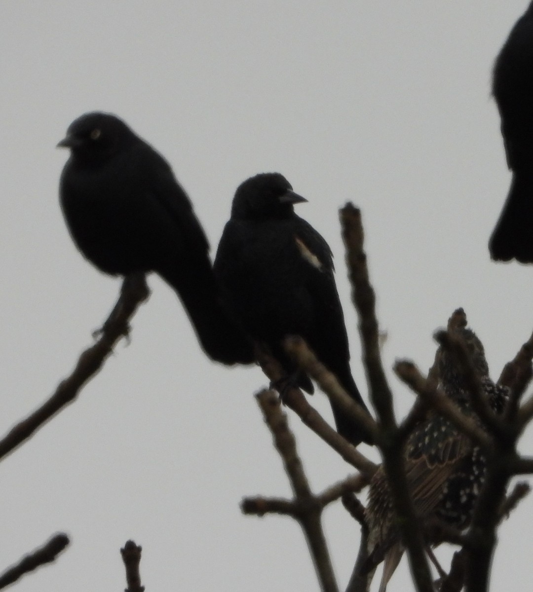 Tricolored Blackbird - ML647956531