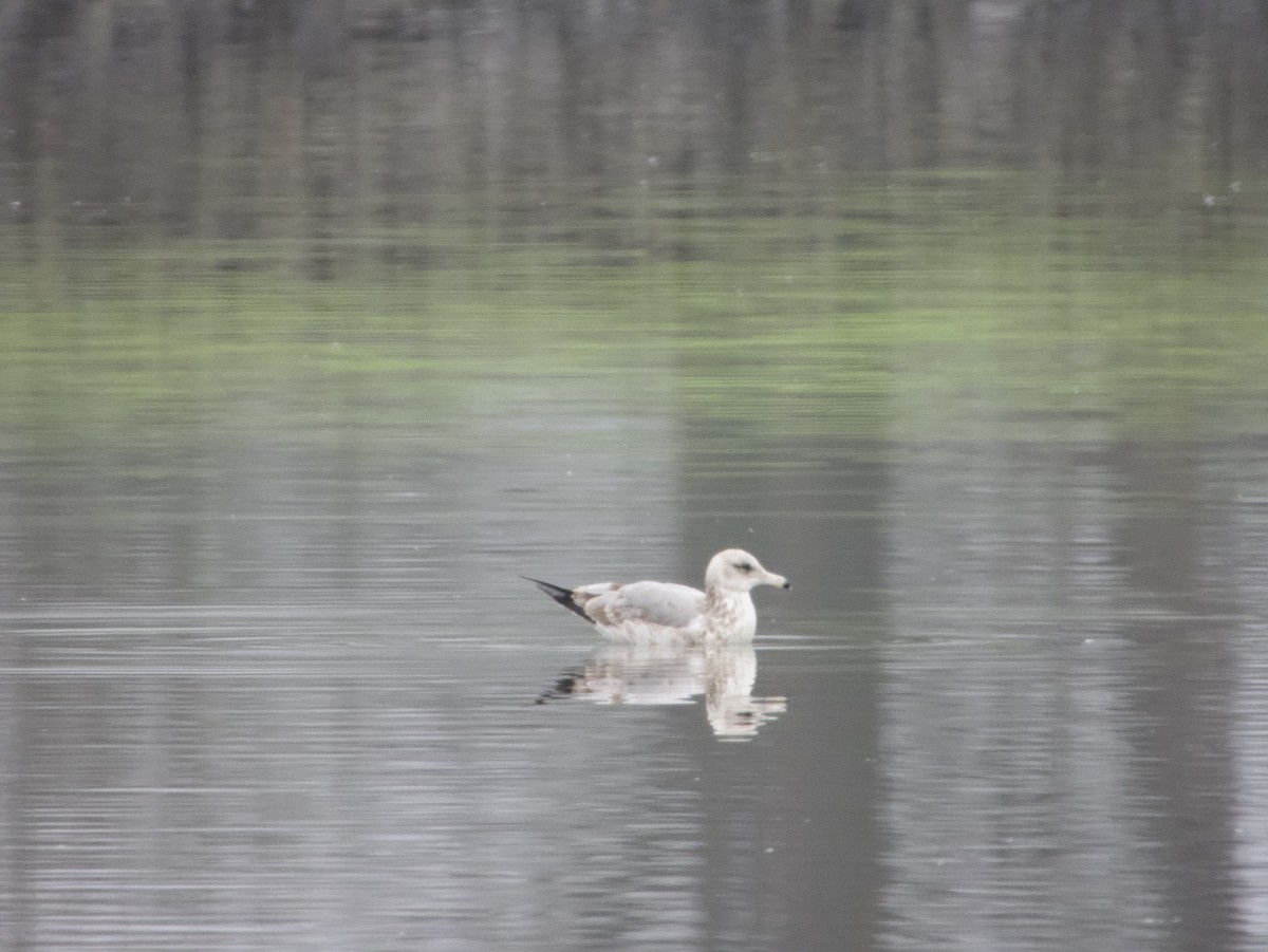 California Gull - ML647956558