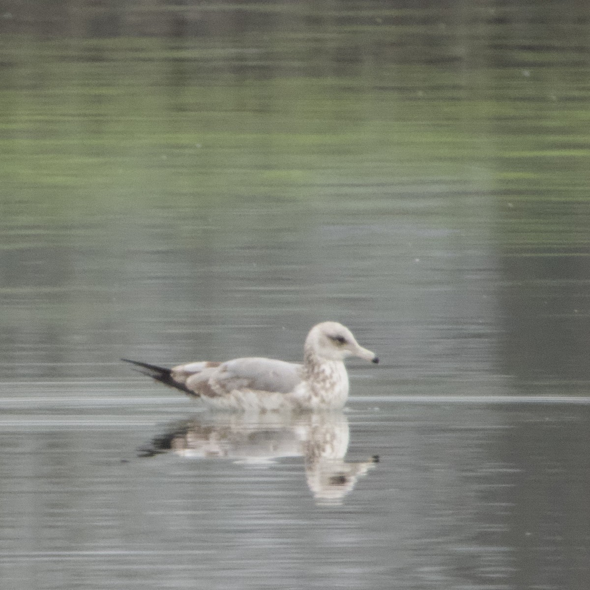 California Gull - ML647956578