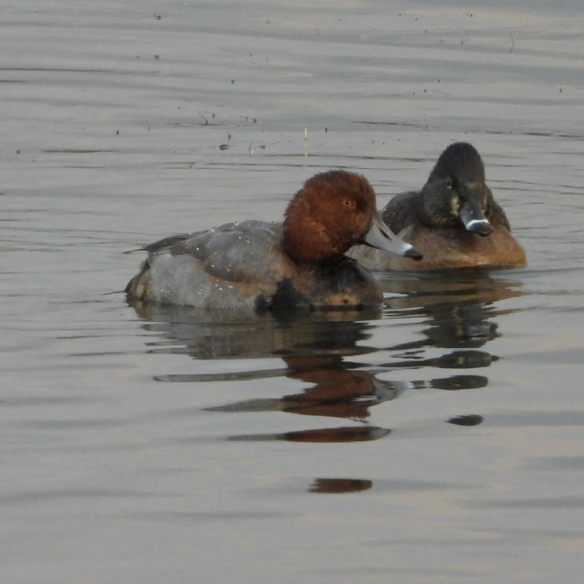 Redhead - ML647956659