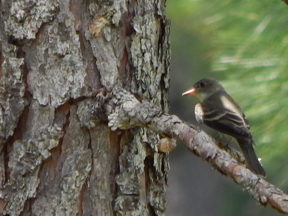 Eastern Wood-Pewee - ML64795771