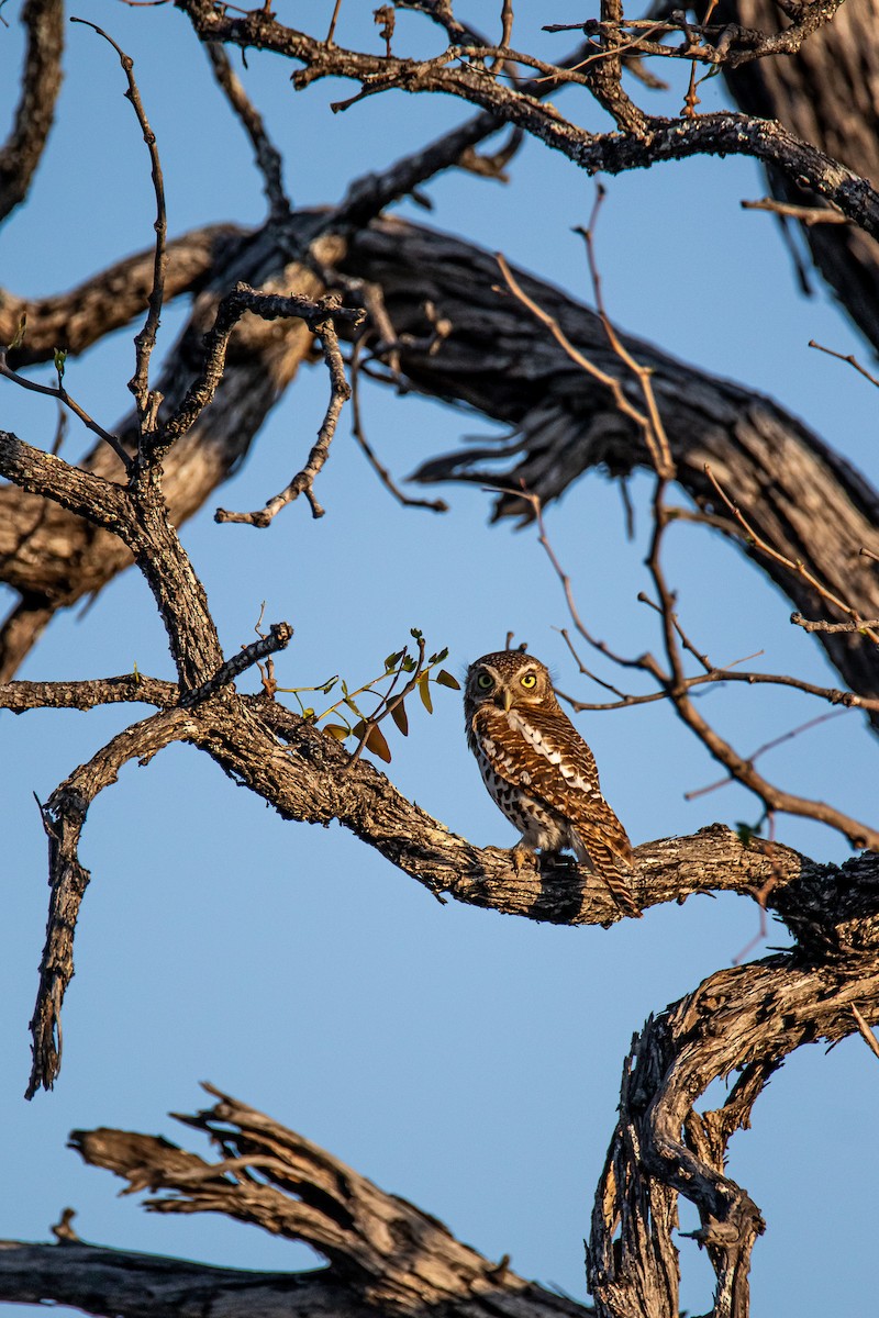 African Barred Owlet - ML647957999