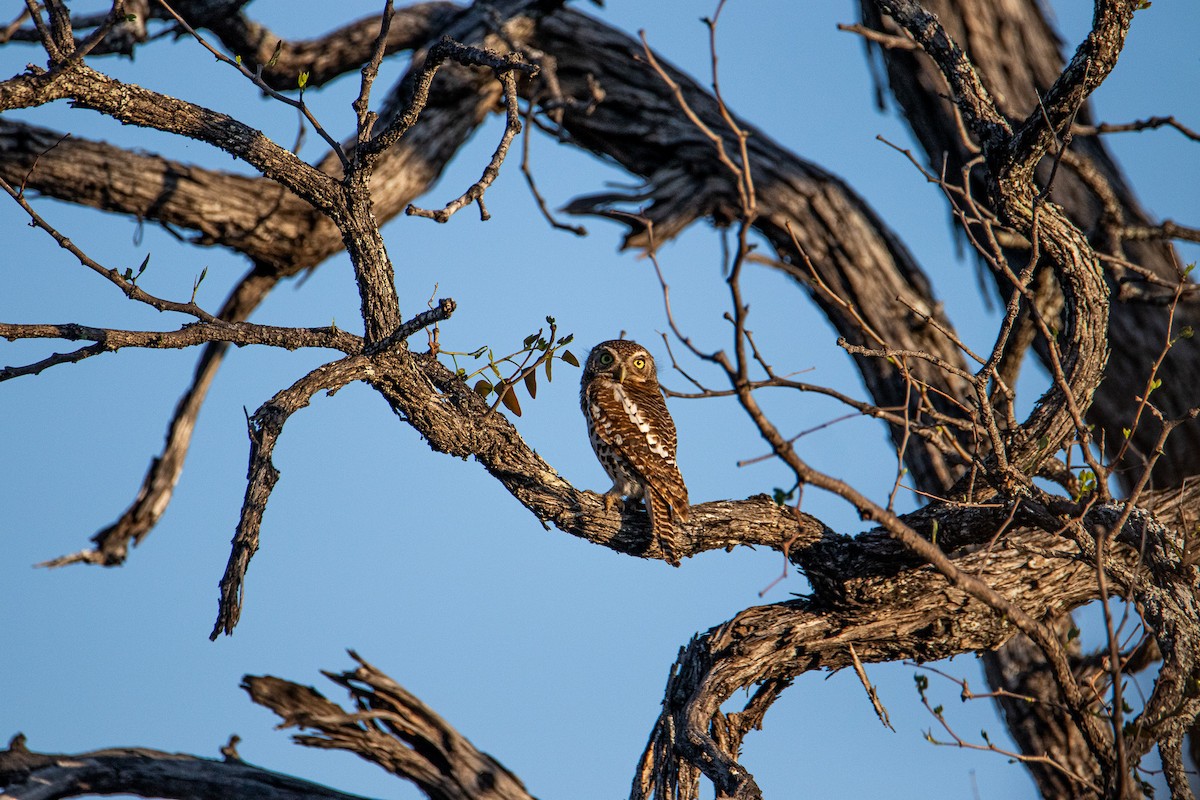 African Barred Owlet - ML647958000