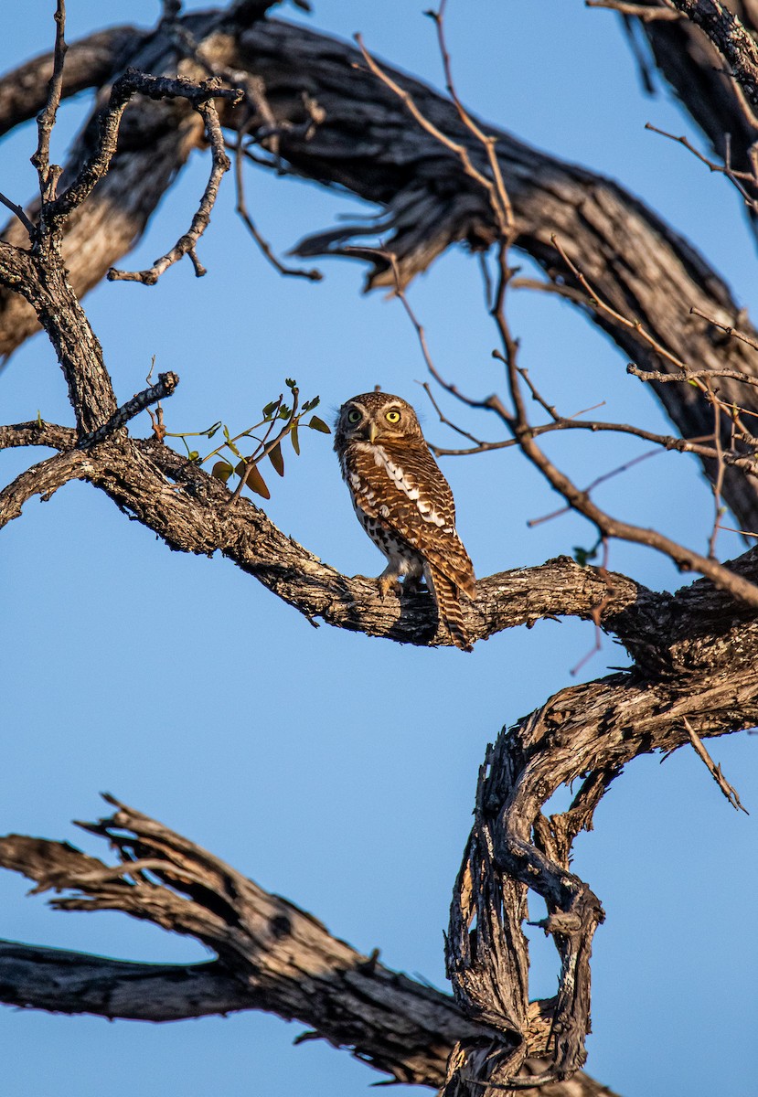 African Barred Owlet - ML647958001