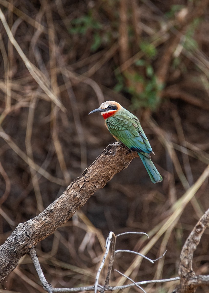 White-fronted Bee-eater - ML647958013