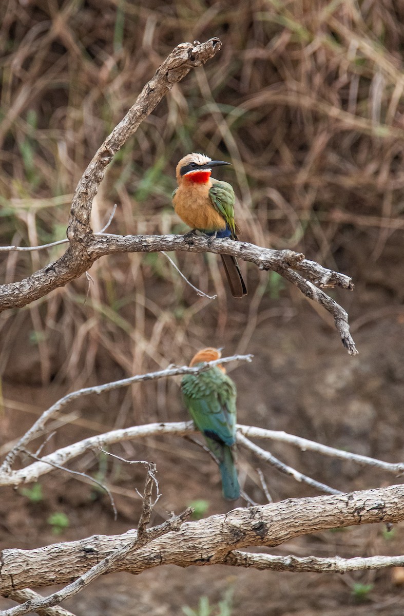 White-fronted Bee-eater - ML647958014