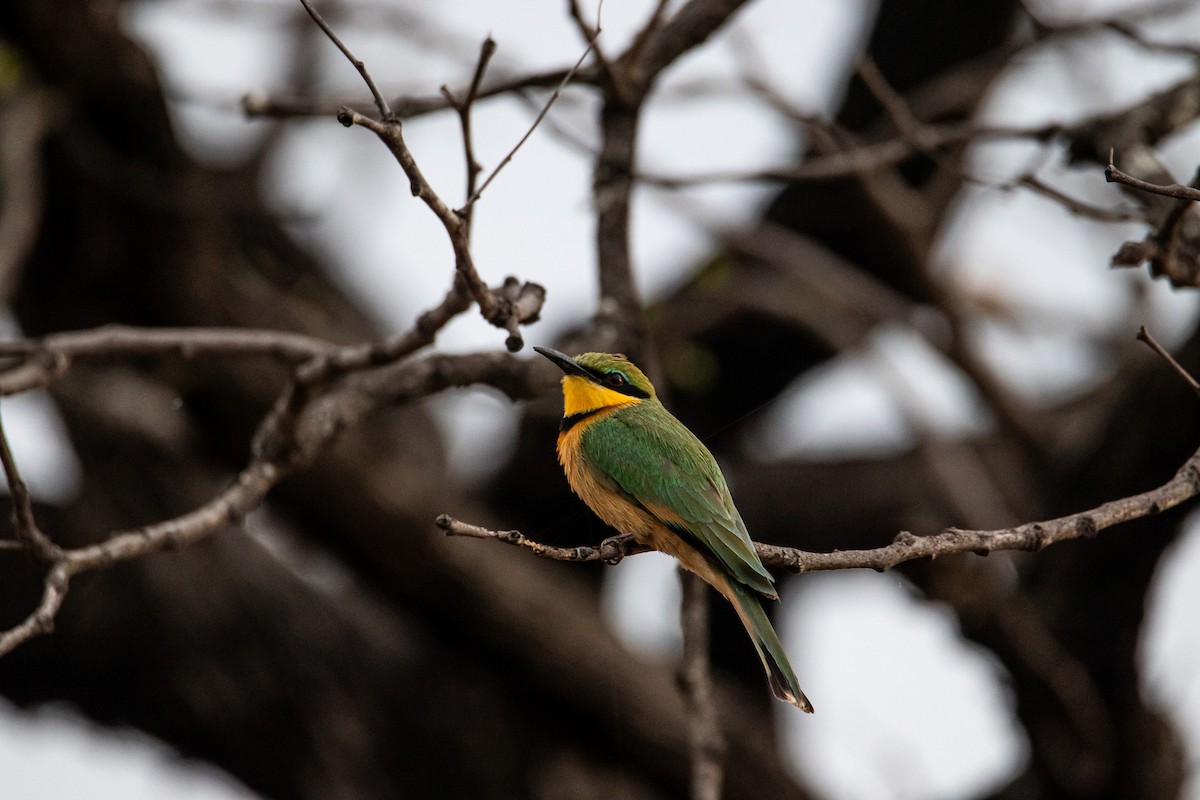 Little Bee-eater - ML647958032