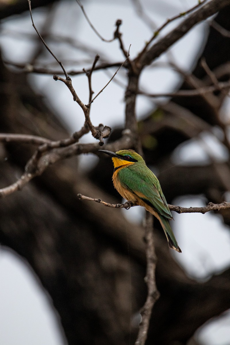 Little Bee-eater - ML647958033