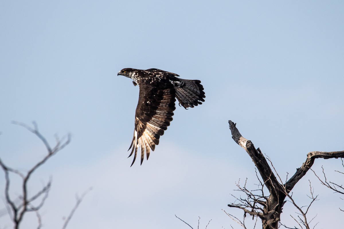 African Hawk-Eagle - ML647958050