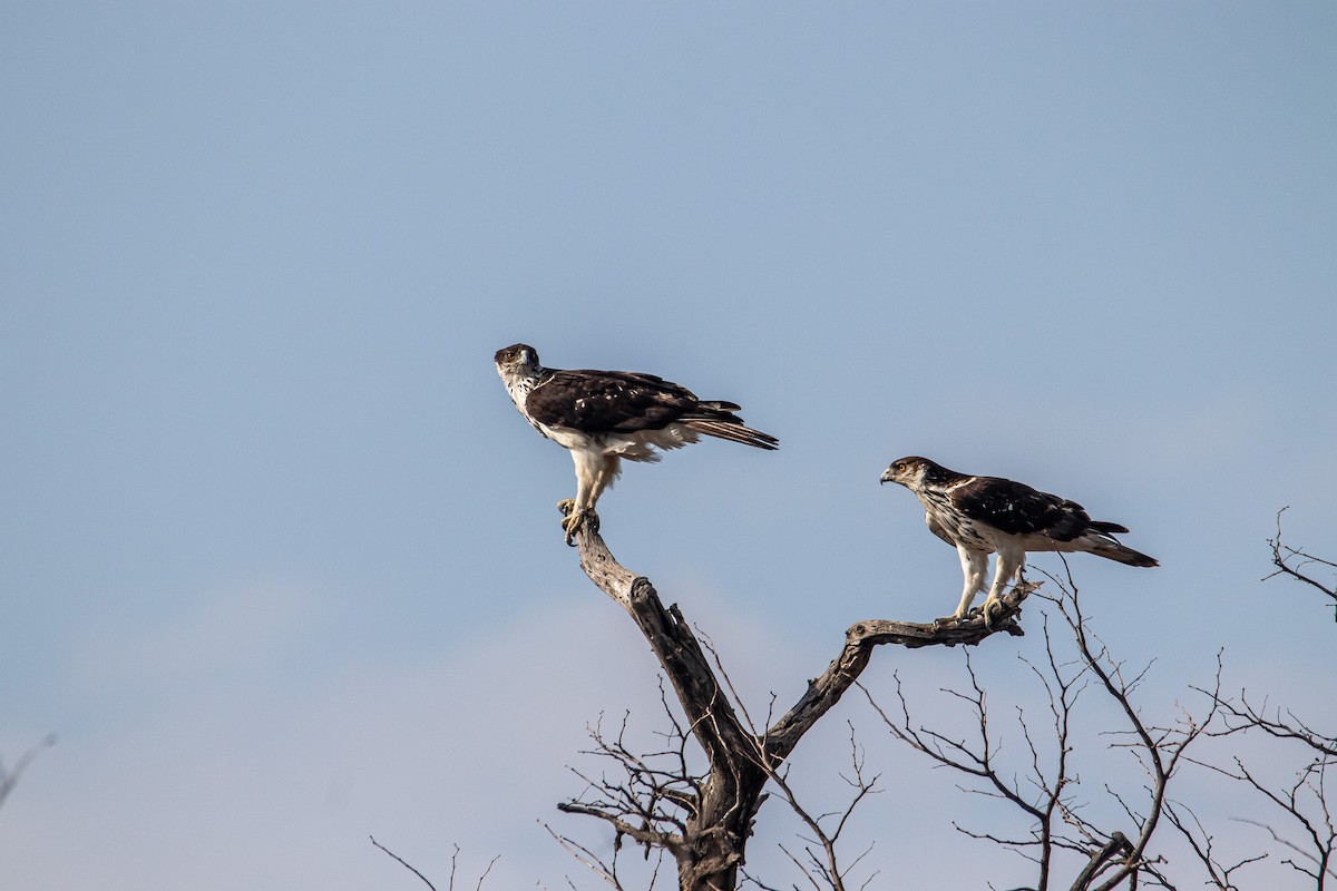 African Hawk-Eagle - ML647958051