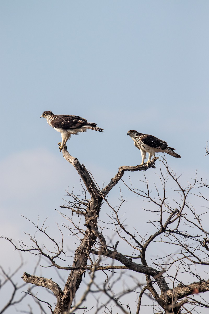 African Hawk-Eagle - ML647958052