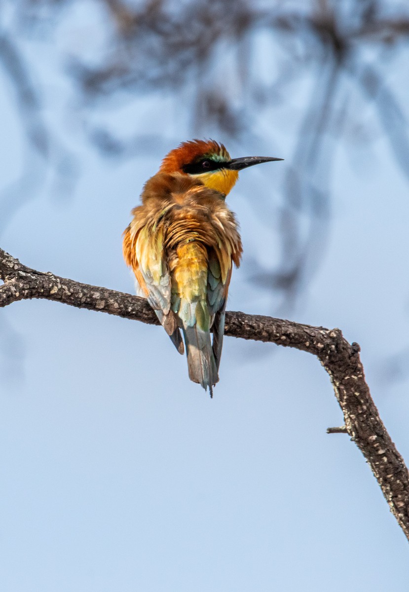 European Bee-eater - ML647958068