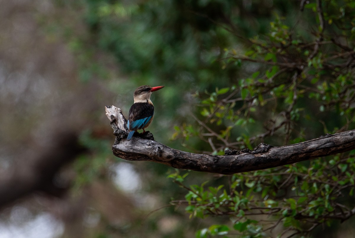 Brown-hooded Kingfisher - ML647958078