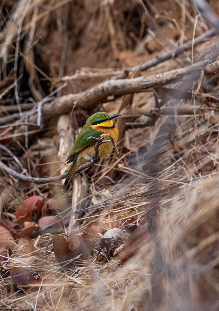 Little Bee-eater - ML647958084