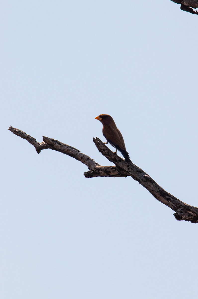 Broad-billed Roller - ML647958096