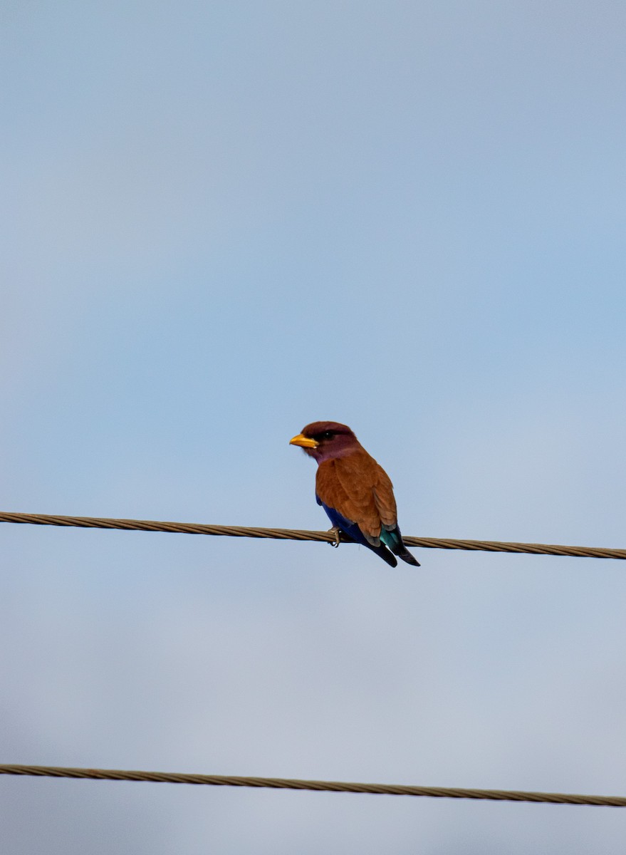 Broad-billed Roller - ML647958097