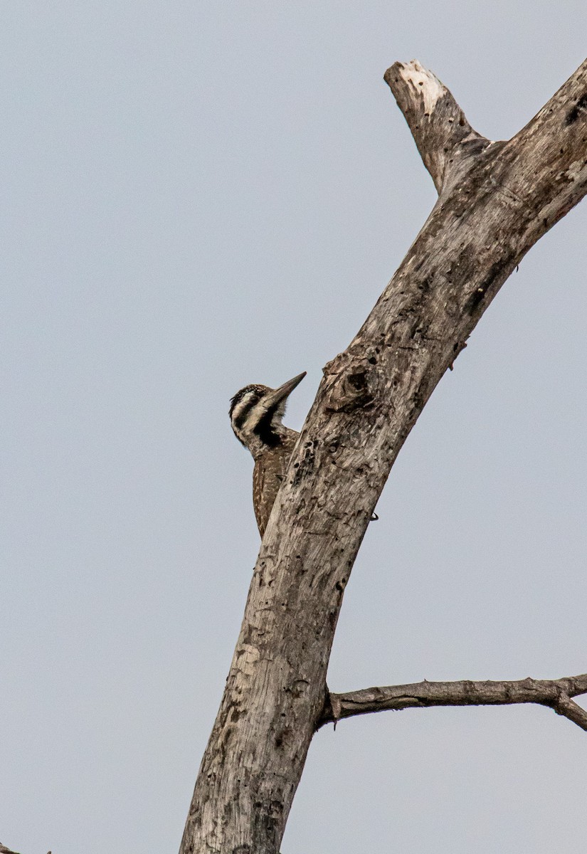 Bearded Woodpecker - ML647958152