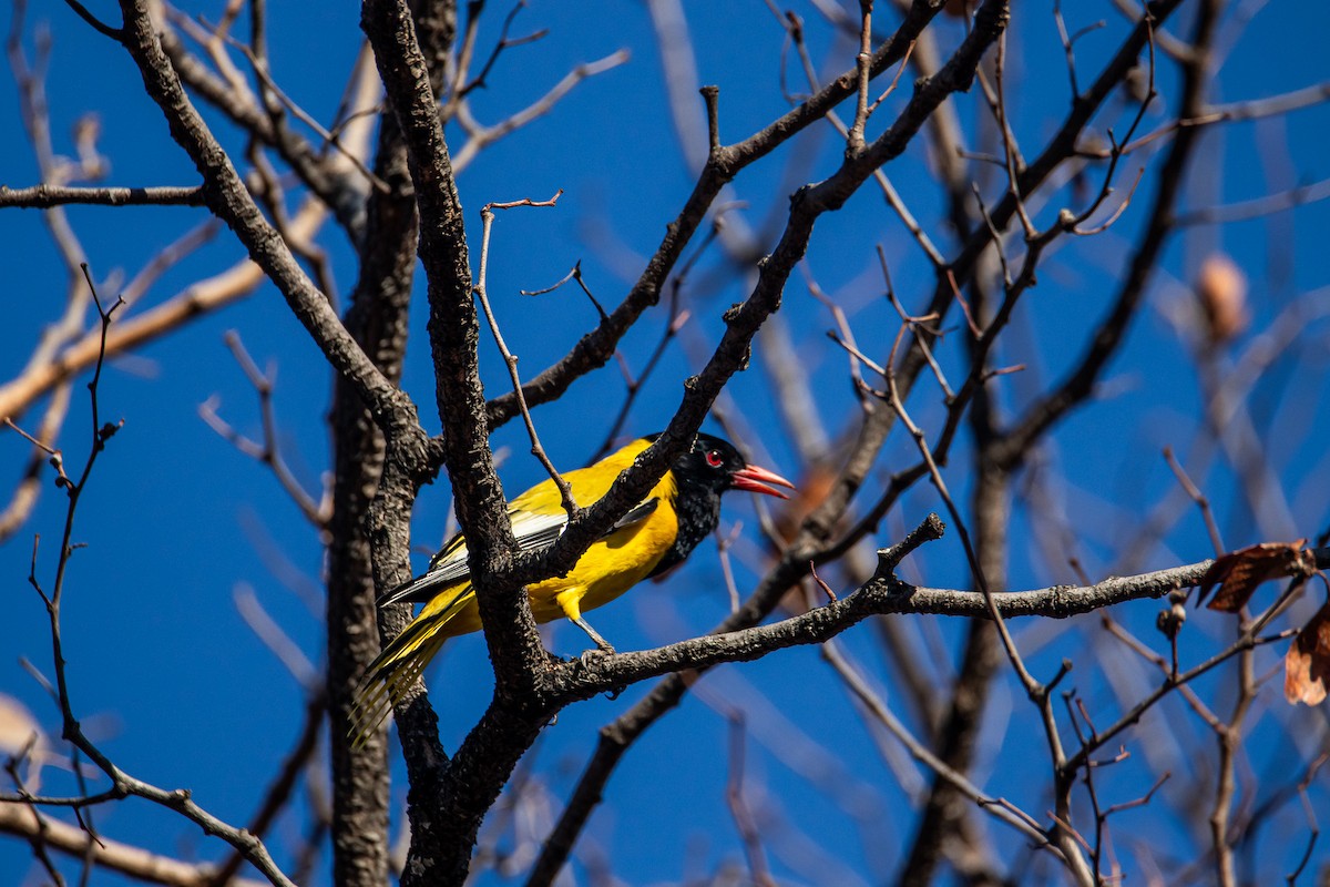 African Black-headed Oriole - ML647958185