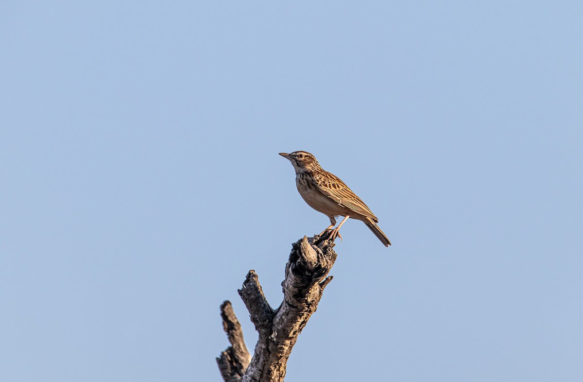 Sabota Lark - ML647958223