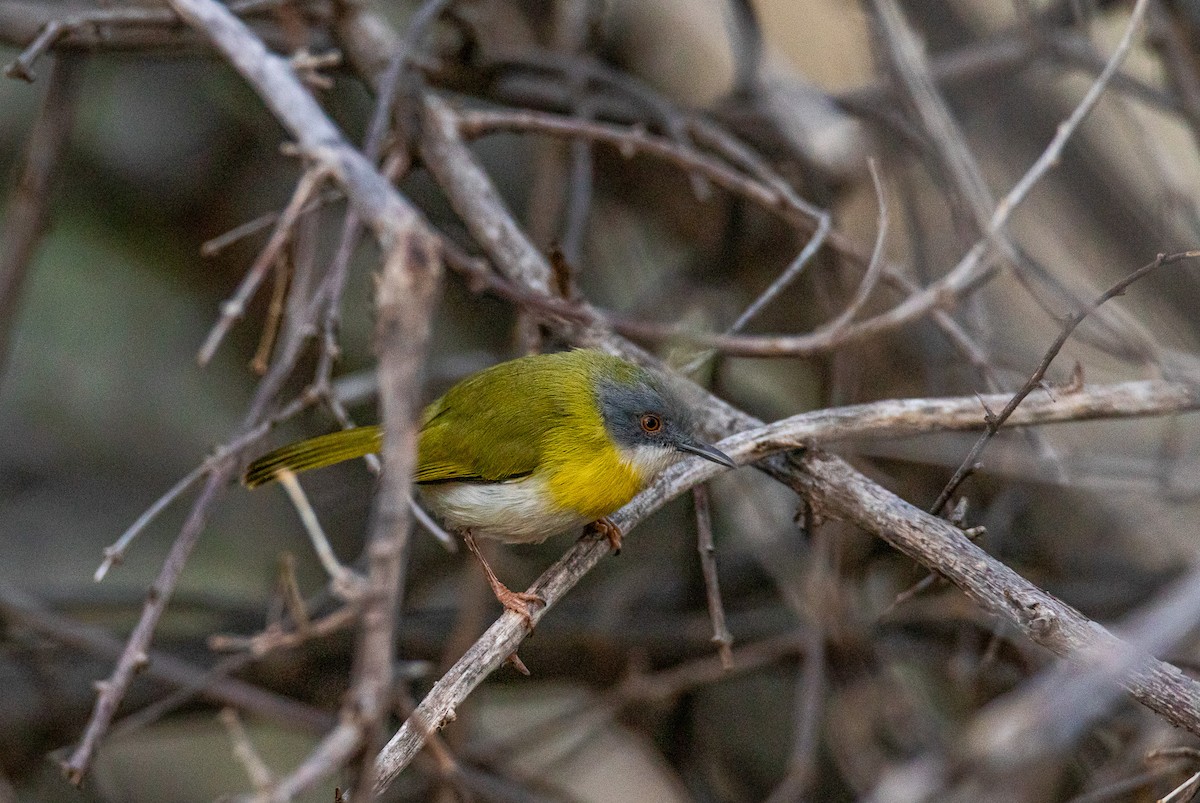 Yellow-breasted Apalis - ML647958372