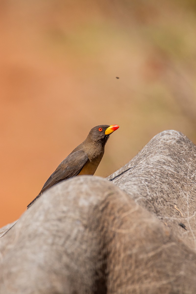 Yellow-billed Oxpecker - ML647958437