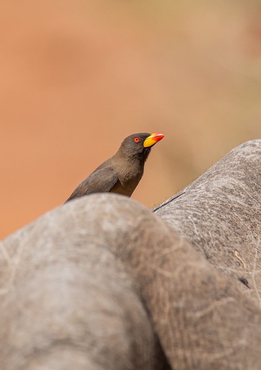 Yellow-billed Oxpecker - ML647958438