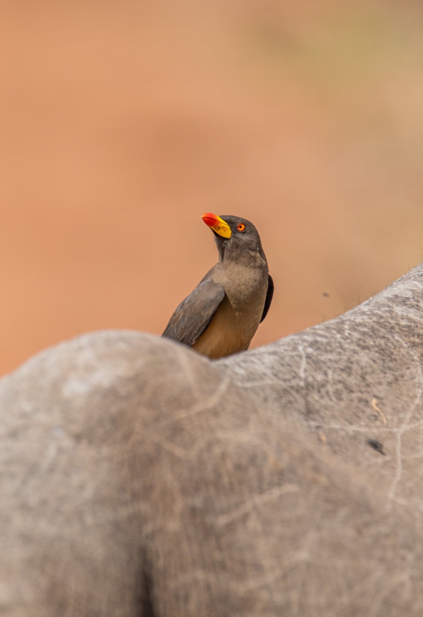 Yellow-billed Oxpecker - ML647958439