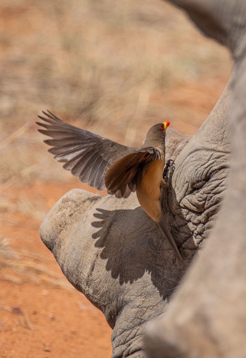 Yellow-billed Oxpecker - ML647958440