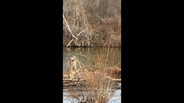 葡萄胸鴨 - ML647958446