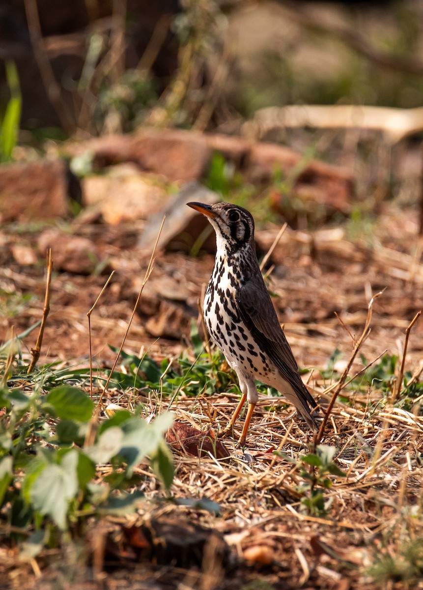 Groundscraper Thrush - ML647958457