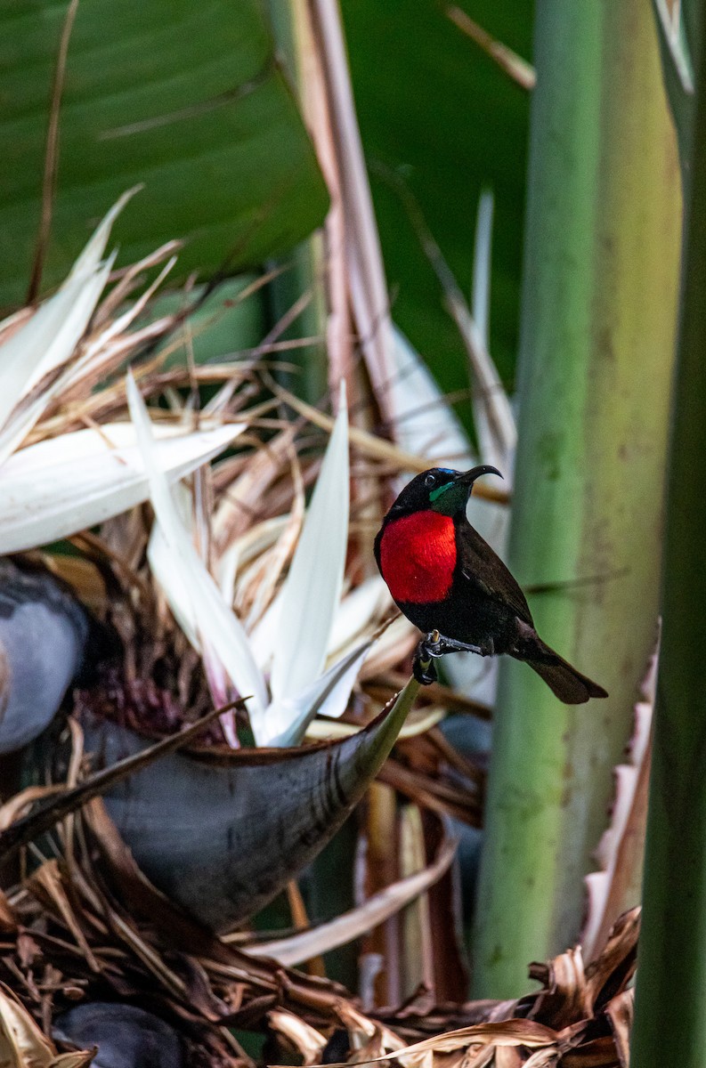 Scarlet-chested Sunbird - ML647958487