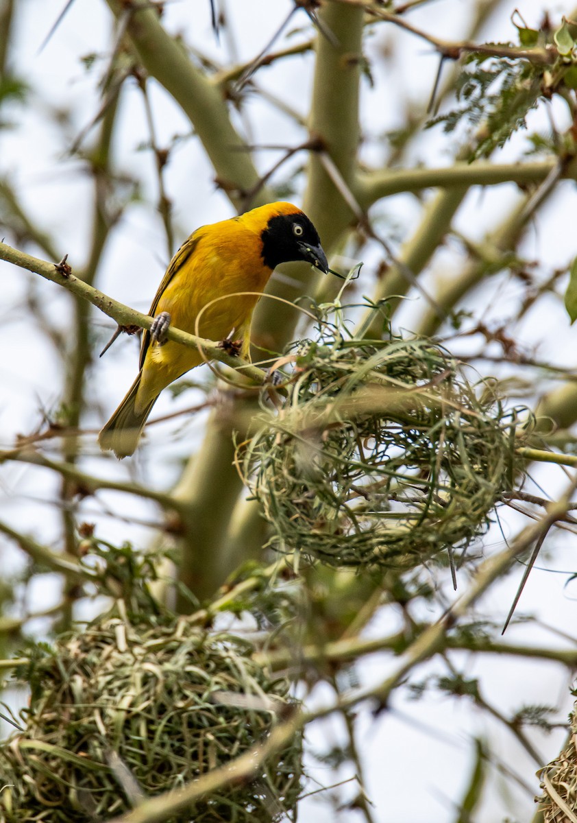 Lesser Masked-Weaver - ML647958502