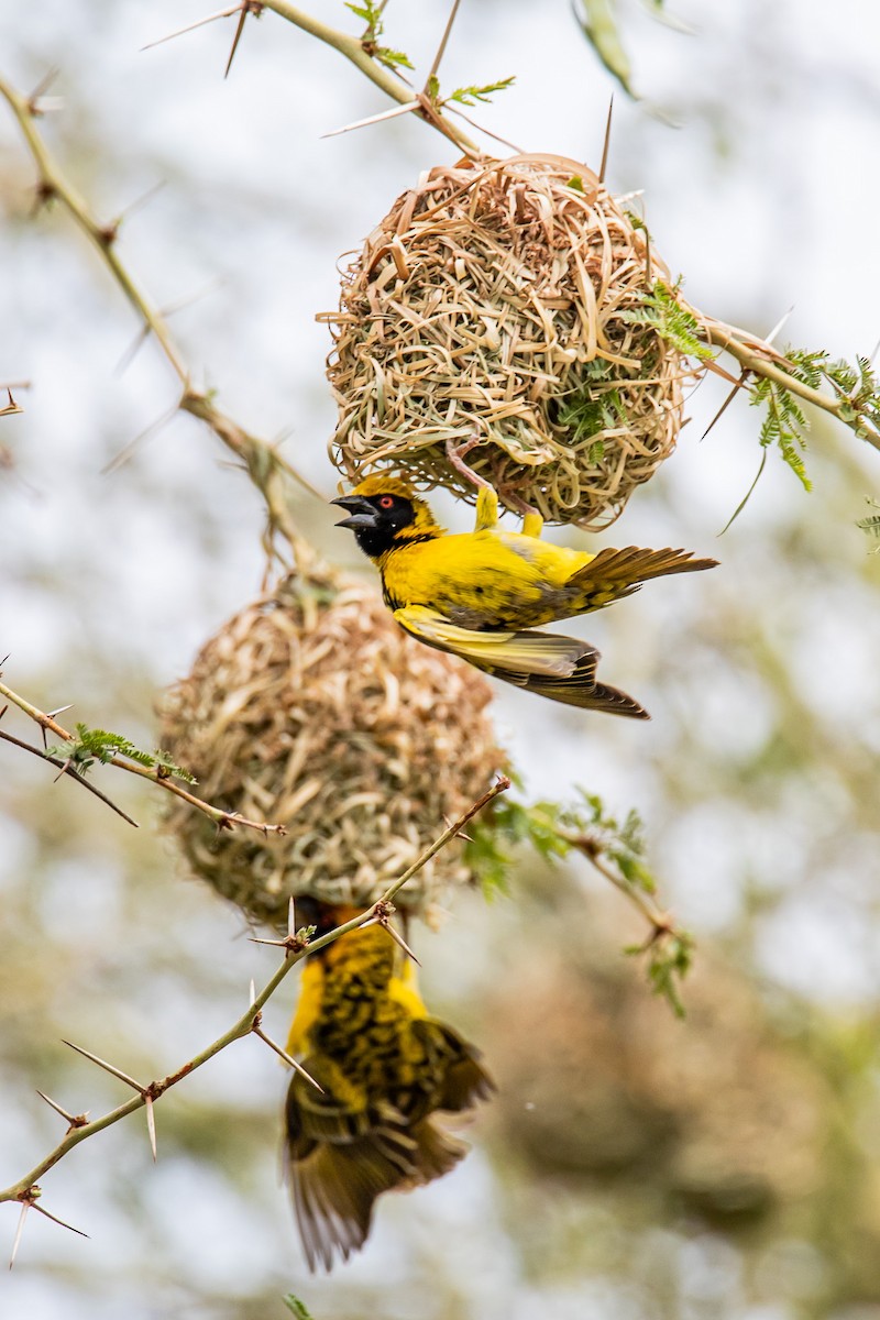Village Weaver - ML647958547