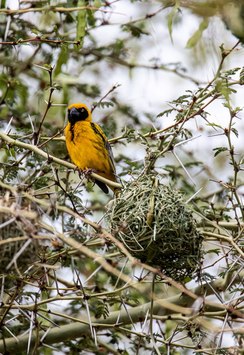 Village Weaver - ML647958548