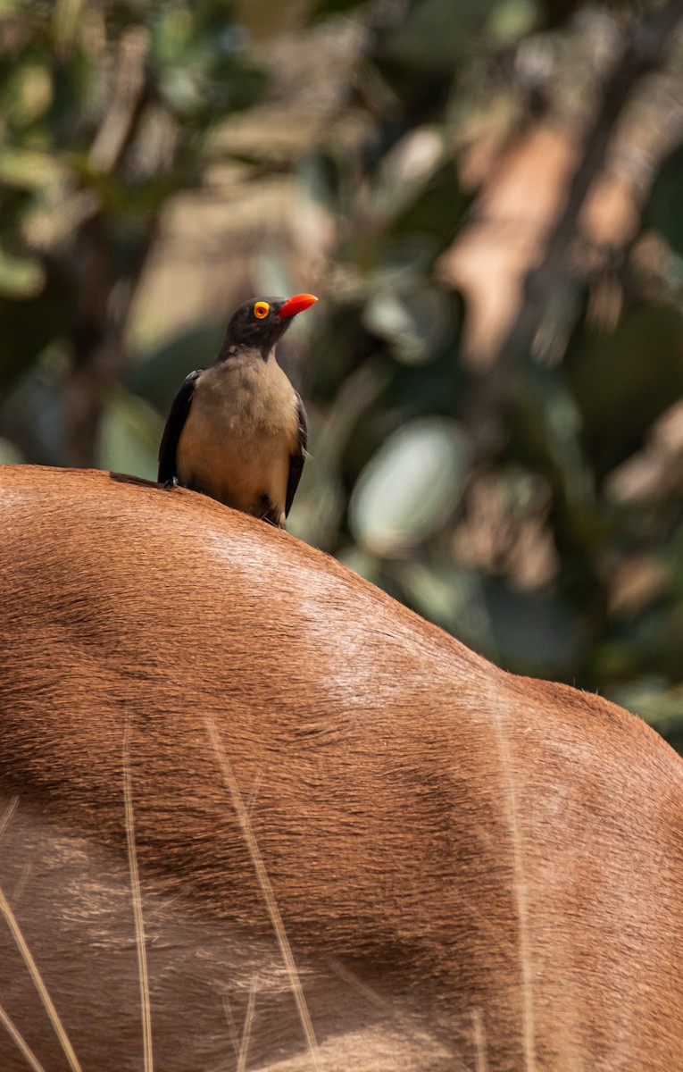 Red-billed Oxpecker - ML647958657