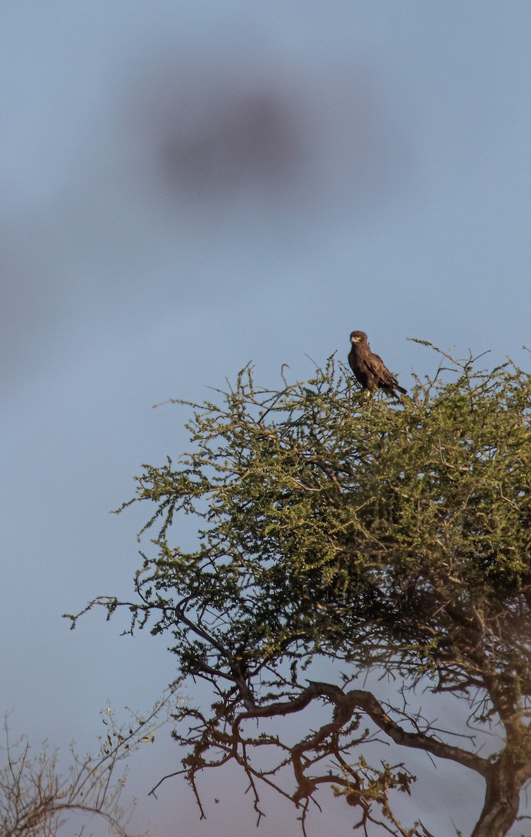 Brown Snake-Eagle - ML647958703