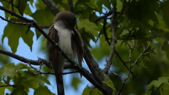 Sarı Gagalı Guguk - ML647958885