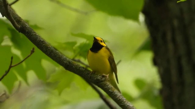 Sarı Yüzlü Ötleğen - ML647958938