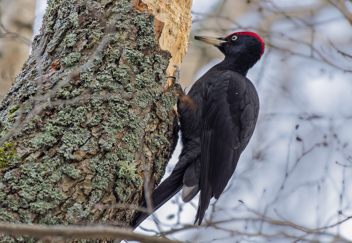 Black Woodpecker - ML647959110