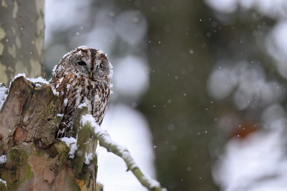 モリフクロウ - ML647959344