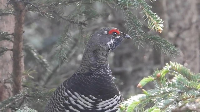 Tannenhuhn [canadensis-Gruppe] - ML647959596