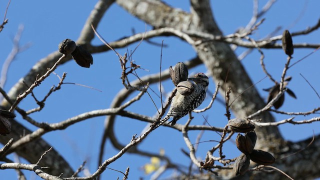 Ladder-backed Woodpecker - ML647959610