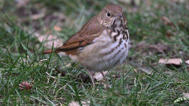 Дрозд-отшельник - ML647959679