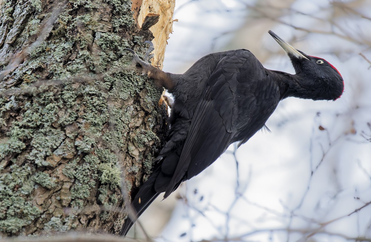 Black Woodpecker - ML647959681