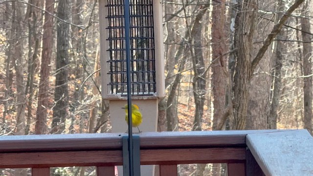 סבכון אורנים - ML647959992