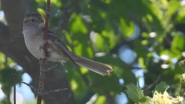 Карнатка польова - ML647960359