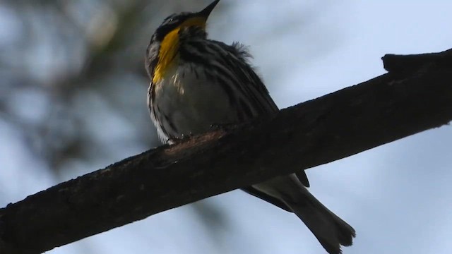 Sarı Gerdanlı Ötleğen - ML647960416