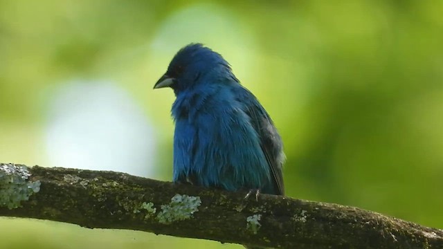 Çivit Çintesi - ML647960507