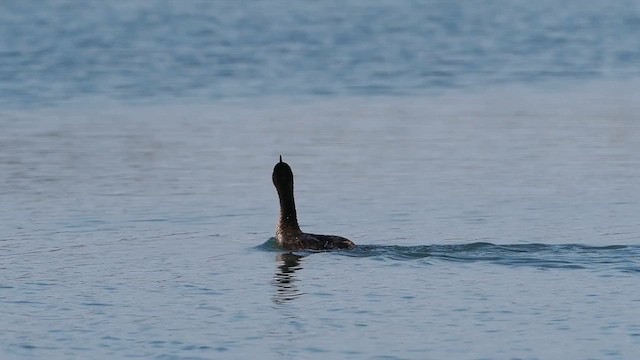 Cormoran à aigrettes - ML647960901
